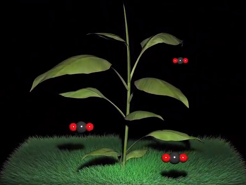 TERRESTRIAL SEQUESTRATION