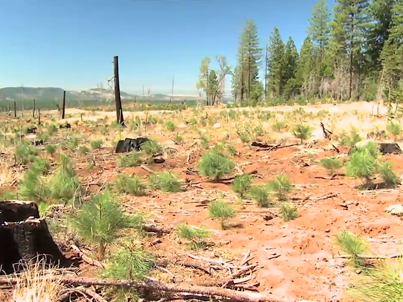 FOREST FIRE CONTROL