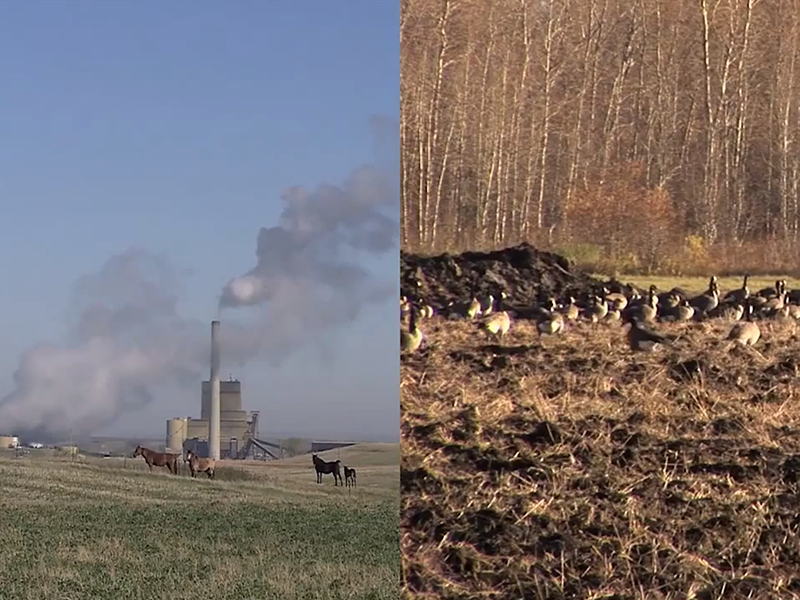 CARBON CREDITS